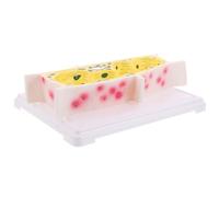 WRITWAA Plant Cell Model Onion Epidermal Cell Structure Biology Teaching Demonstration Tool Classroom Learning Educational Plant Anatomy