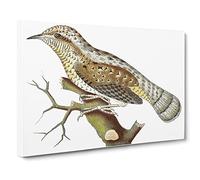 Wryneck Woodpecker Bird By George Shaw Canvas Print | Gallery Wrapped 30mm Frame Wall Art | 24x16 inches | Ready to Hang | Retro Animals Picture | Living Room Bedroom Lounge Office