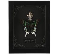 WTUAWB Real Framed Butterfly Taxidermy - Green Banded Urania, Shadow Box Wall Art, Gothic Home Decor