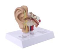 Wudhgslc Anatomical Ear Teaching Model for Lab Training and Research | PVC model featuring accurate ear structures, ideal for laboratory training and scientific study.