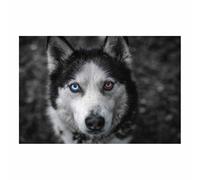 WUFIEA Dog Canvas Print Wall Painting Funny Animals Picture Odd-eyed dog for Livings Room Bedroom Office Decor(grey07)-60x80cm Unframed