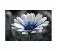 WUFIEA Floral Botanical Prints Wildflower Plant Canvas Wall Decor Laughing in the bush for Living Room Bedroom Home Decor(Light blue)-70x100cm Unframed