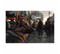 WUFIEA Modern Wall Artwork Funny Animals Poster, Dog Picture Wall Decor Citys dog for Gifts Bathroom Home Kitchen Office Decor(dark gray35)-70x100cm Unframed