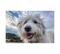 WUFIEA Modern Wall Artwork Funny Animals Poster, Dog Picture Wall Decor Windward Dog for Gifts Bathroom Home Kitchen Office Decor(blue-white101)-60x90cm Unframed