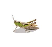 WUHUSHID 1Pcs 3D Lifelike Insects Car Stickers Decals Car Terror Flys Cricket Dragonfly Bee Car Stickers (2)