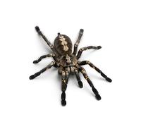 WUHUSHID 1Pcs 3D Lifelike Spider Car Stickers Decals Car Terror Scorpion Spider Lizard Car Sticker (2)