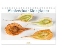 Wunderschöne Kleinigkeiten (Tischkalender 2026 DIN A5 quer), CALVENDO Monatskalender: Winzige Samen extrem vergrößert, Wunder der Natur