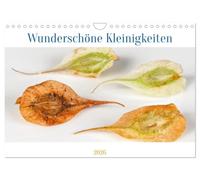Wunderschöne Kleinigkeiten (Wandkalender 2026 DIN A4 quer), CALVENDO Monatskalender: Winzige Samen extrem vergrößert, Wunder der Natur