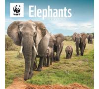 Wwf Elephants Square Wall Calendar 2026