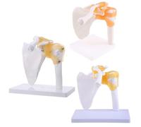 WWHJR Functional Anatomical Life Size Human Anatomy Skeleton Shoulder Joint Bone Muscl Functional shoulder joint model