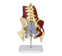 WXCOHB Lumbar Spine Bone Model, Female Pelvis Model, Medical Science with Pelvic Floor Muscle Anatomy Model Life Size Adult Skeleton Anatomical Model for Obstetrics & Gynecology