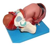 WXKAGF Assembly model Anatomical Model Pregnant Female Pelvis Childbirth Demonstration Human Model Natural Childbirth Size Model with Removable Organs Anatomical Teaching Coach for School Education