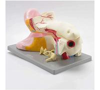 WXKAGF Human Model, Anatomy Model 6 Times Enlarged Ear Anatomical Model Ear Anatomical Model Human Organ Anatomical Model Ear Model 3 Parts Compatible with Study Teaching Scientific Anatomy Model