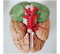 WXKAGF Human Model, Anatomy Model Educational Model Human Brain Anatomy Model 1:1 Life Size Brain Model Removable 8 Parts Human Brain Cerebral Cortex Anatomical Model Compatible with Study Display