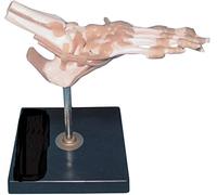 WXKAGF Human Model, Anatomy Model Educational Model Human Joint Anatomical Model Foot Joint Model with Ligaments Human Anatomical Model Life Size Skeleton Anatomy Teaching Models Medical Models