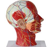 WXKAGF Human Model, Anatomy Model Educational Model Human Skull Head Neck Anatomical Model Scientific Human Anatomy Sagittal Plane Superficial Muscle Nerve Model Musculoskeletal Anatomy Human Teaching