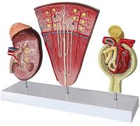 WXKAGF Human Model, Anatomy Model Educational Model Kidney Anatomical Model Human Organ Anatomy Model Human Renal Unit Model Glomerular Urinary System Model Compatible with Medical Educational