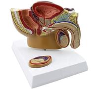 WXKAGF Human Model, Anatomy Model Human Anatomy Science Model 1: 2 Life Size Male Prostate Model Anatomical Models PVC Material Anatomical Prostate Model Compatible with Patient Communication Teaching