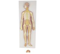 WXKAGF Human Model, Anatomy Model Human Nervous System Model Assembly Educational Model Scientific Human Anatomy Anatomical Human Model Nervous Spinal Cord Peripheral Spinal Nerves Medical Models