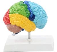 WXKAGF Human Model, Anatomy Model Human Organ Model Human 1:1 Color Coded Functional Human Brain Anatomical Model Right Hemisphere Features Area Anatomical Human Brain Model