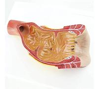 WXKAGF Human Model, Anatomy Model Human Rectal Anal Canal Anatomical Model Human Organ Anatomy Model Medical Anatomical Rectal Anal Canal Model Compatible with Study Display Teaching