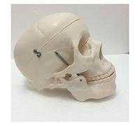WXKAGF Human Model, Anatomy Model Human Skull Model Adult Skull Anatomical Model Removable Skull Cap Compatible with Head Anatomy Demonstratio Teaching Model