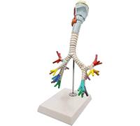 WXKAGF Human Model, Anatomy Model Larynx Anatomical Model Human Organ Anatomy Model Bronchial Tree Medical Model with Larynx Medical Anatomical Lung Bronchus Model
