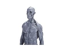 WXKAGF Human Model, Anatomy Model Male Anatomy Figure Human Muscle Model Human Skeleton Anatomical Model Painting Anatomical Reference Skeleton