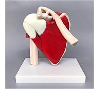 WXKAGF Human Model, Anatomy Model Muscle Shoulder Joint Model Human Joint Anatomical Model Shows Complete Shoulder Musculature from Rotator Cuff to Subscapular Muscles Compatible with Medical Training