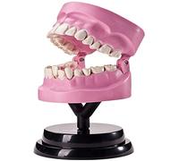 WXKAGF Human Model, Anatomy Model Teeth Anatomical Model- Human Tooth Structure Anatomy Model- Teaching Demonstrate Model Anatomy Teeth Model- Compatible with Study Display Teaching Medical Model