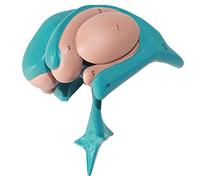 WXKAGF Human Model, Basal Nucleus Model Model of Ventricle and Basal Nucleus of Brain Basal Nucleus Magnification Model Basal Nucleus Model Human Anatomy Cerebral Model of Caudate Nucleus