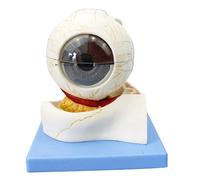 WXKAGF Human Model, Body Model Eye Anatomical Model Human Eyeball Structure Model 31 Indication Signs Teaching Optics for Medical Anatomy Research Teaching Medical Demonstration