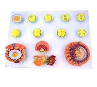 WXKAGF Human Model, Educational Model Anatomical Human Model Fertilization And Early Embryonic Development Process Anatomy Model Tissue Embryo Teaching Tool for School Education