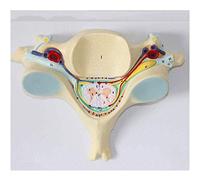 WXKAGF Human Model, Educational Model Fifth Cervical Spine Model Magnification 7X Spine Model Human Fifth Cervical Vertebra Spinal Cord Spinal Nerve Model Backbone Anatomical Human Model School