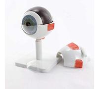 WXKAGF Human Model, Eye Anatomical Model Human 3X Eyeball Model Anatomy Medical Model