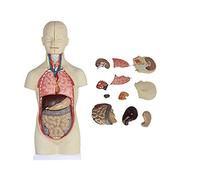 WXKAGF Human Model, Human Anatomy Torso Model-Decomposable 12 Parts Uni Human Torso Model Anatomy Models Human Body Anatomical Model Skeleton Anatomy Educational Teaching Tool