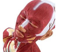 WXKAGF Human Model, Human Head and Neck Muscle Anatomical Model with Digital Indicators Detailed Scientific Anatomical Human Model for Medical Teaching