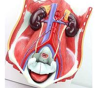WXKAGF Human Model, Human Male Female Urinary System Model Human Bladder Abdominal Cavity Posterior Abdominal Wall Renal Anatomical Model Tools for Presentation
