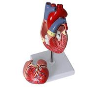 WXKAGF Human Model, Human Torso Model Human Heart Anatomy Model 2 Part Life Size Heart Shows 59 Anatomical Internal Structures for Teaching Resource Tool Anatomical Model