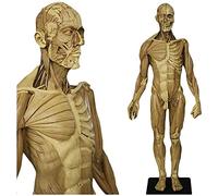 WXKAGF Human Model, Male Anatomy Figure Human Body Musculoskeletal Anatomical Model Human Model Craft for Artist Drawing Study