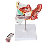 WXKAGF Human Model Male Reproductive Organ Model Medical Teaching Tool Model Doctor and Patient Communication is More Favorable for School Education