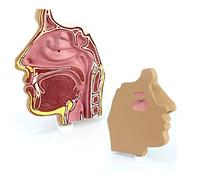 WXKAGF Human Model, Medical Anatomy Model l Cavity Anatomical Model l Cavity Structure Anatomy Model Human Medical Model l Cavity Model Medical s for Medical Students Study Display