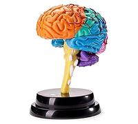 WXKAGF Human Model, Organ Model Human Organ Hand-Painted Brain Anatomical Intelligence Model for Study Teaching Model Anatomical Model
