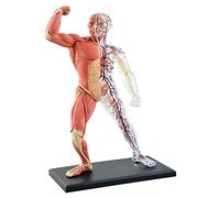 WXKAGF Human Model, Organ Model Human Skeleton Model 45 Detachable Organs for Anatomy for Study Basic Details of Human Skeletal System Anatomical Model