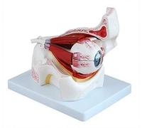 WXKAGF Human Model, Science Education Anatomy Model Anatomical Model Compatible with Art Human Eye Model Human Eyeball and Eyelid Skeleton Model Orbit Anatomical Study Display Teaching Resource Tool