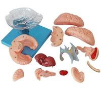 WXKAGF Human Model, Science Education Anatomy Model Assembly Educational Model Detachable Cerebellar Model Human Brain Anatomical Model Disassembled Anatomical PVC Human Brain Model