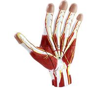 WXKAGF Human Model, Science Education Anatomy Model Hand Anatomical Model with Neurovascular 2X Magnified Human Hand Model Detachable 3 Parts Anatomical Human Hand Model Human Anatomy Science Models
