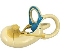 WXKAGF Human Model, Science Education Anatomy Model Inner Ear Labyrinth Model Educational Model Human Ear Model Human Organ Anatomy Model Ear Anatomical Model Life Size 2 Parts for Teaching Study