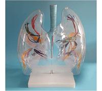 WXKAGF Human Model, Science Education Anatomy Model Lung Segment Anatomical Model Human Anatomy of The Lung Segment Human Internal Organ Model Transparent Lung Segment Anatomical Model