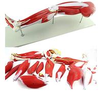WXKAGF Human Model, Skeleton Anatomy Model Anatomy Model Muscles Muscle Leg Model Human Anatomy Lower Extremity Muscle Vascular Nerve Model Leg Muscle Movement Anatomical Model Medical Teaching